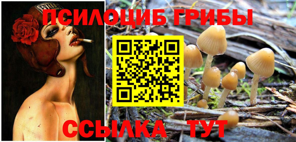 Галлюциногенные грибы Psilocybe  Вход с VPN  Донской  Галлюциногенные грибы мицелий 